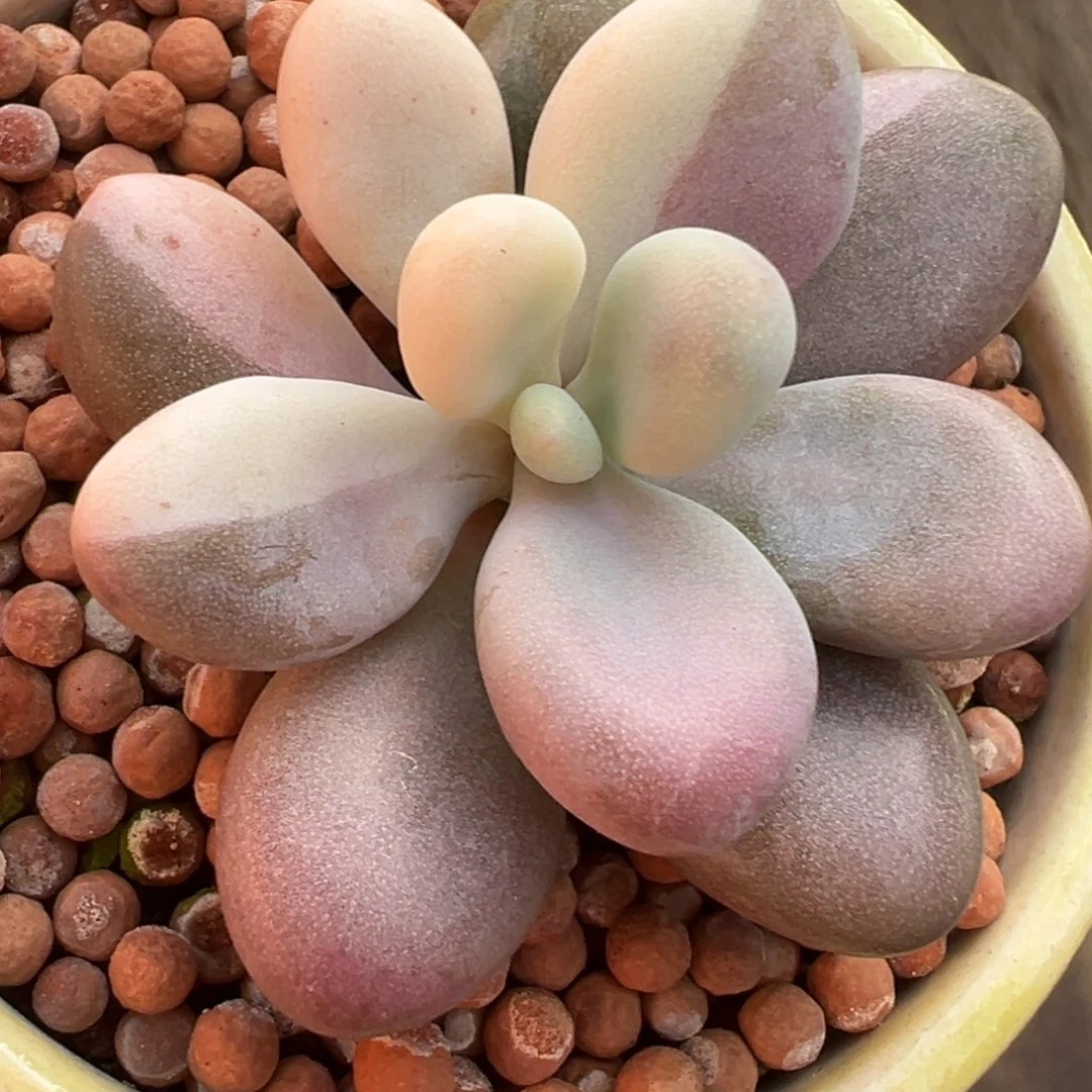 桃蛋锦，叶心覆轮花脸锦