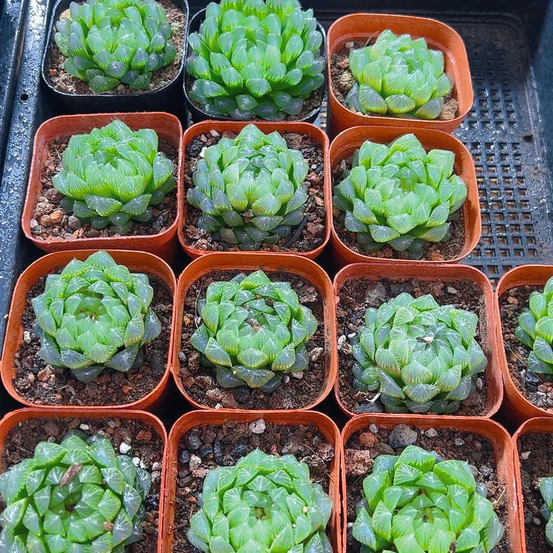 冰川玉露多肉多肉一颗