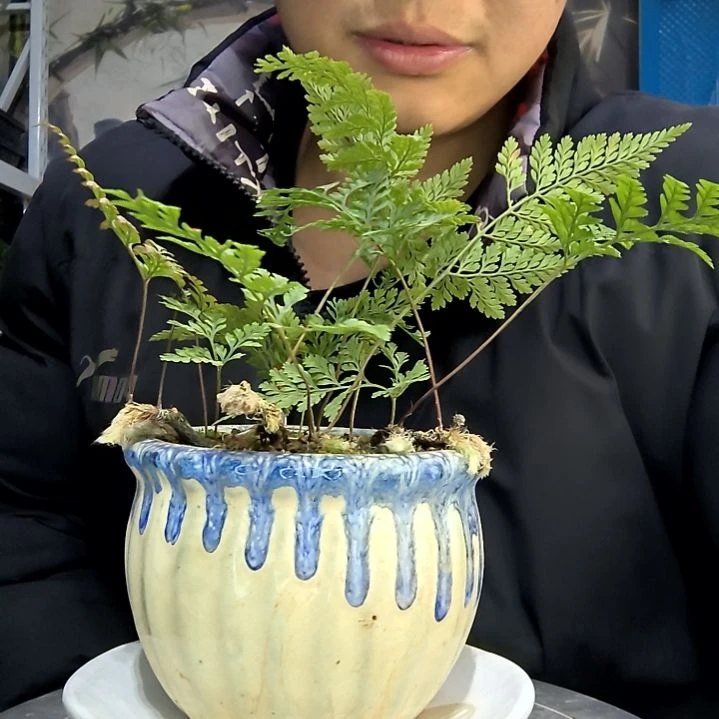 远***来中青园艺一物一拍花401