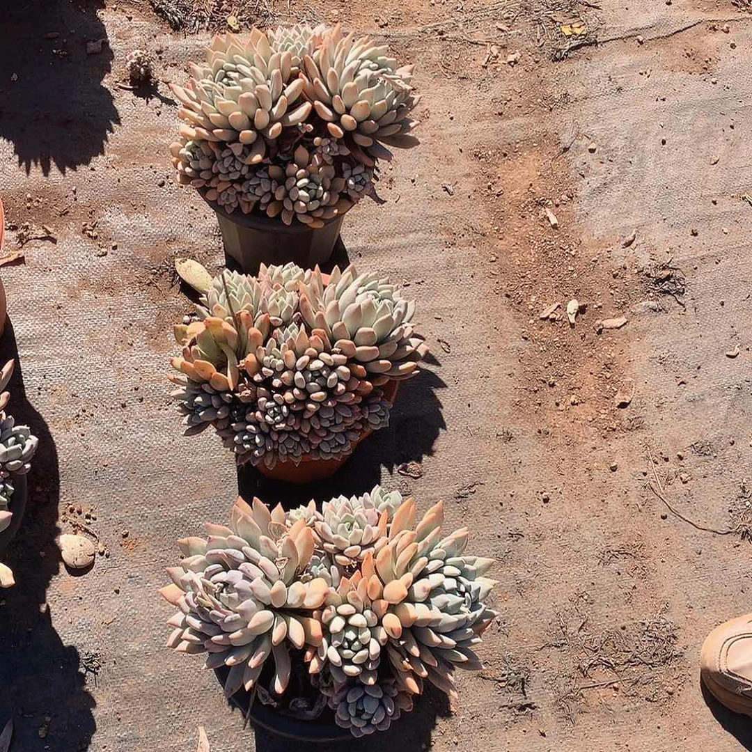 胖美人12.8米 年底福利