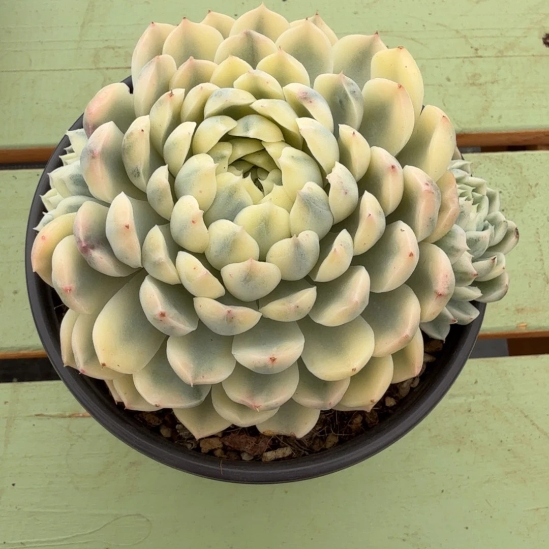 香草月影锦锦上园艺一物一拍