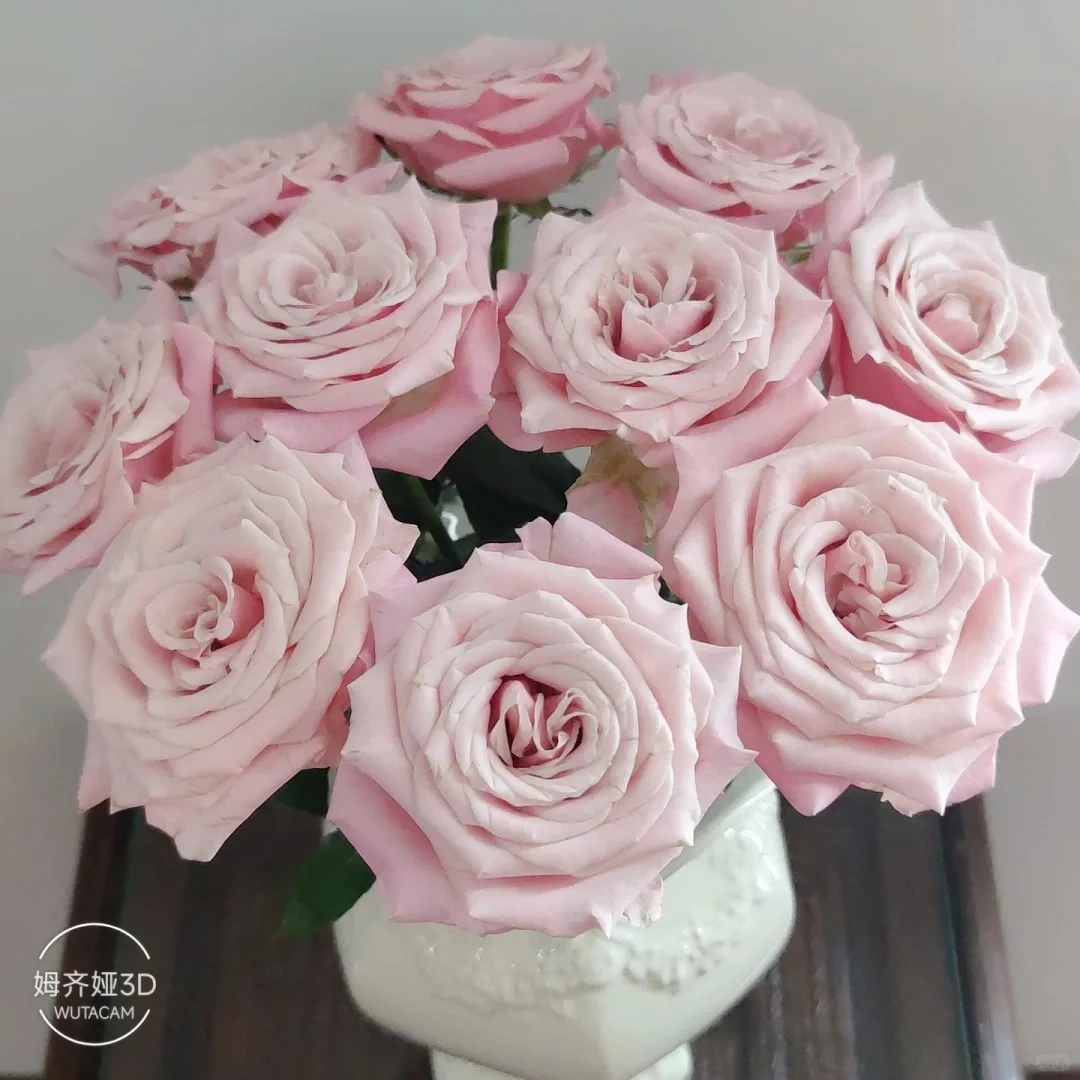 （曼曼）姆齐娅小姐单头玫瑰15+5支防损鲜花任意2单包邮