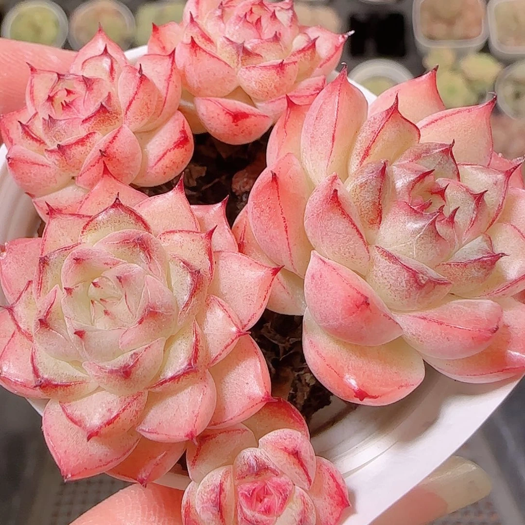 花语逸镜1126-344散