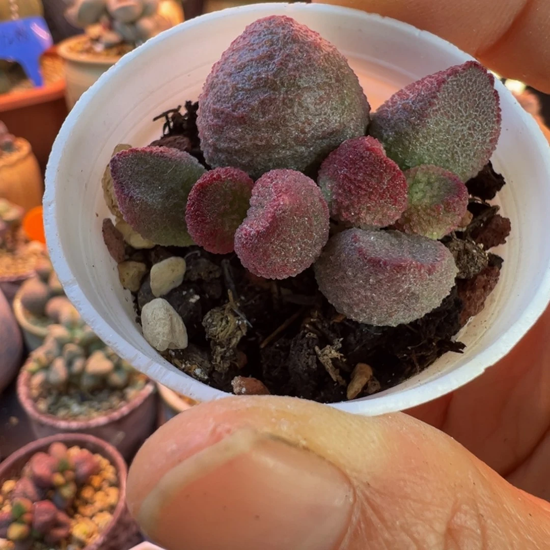 紫****好的好吧好吧我的宝我爱了