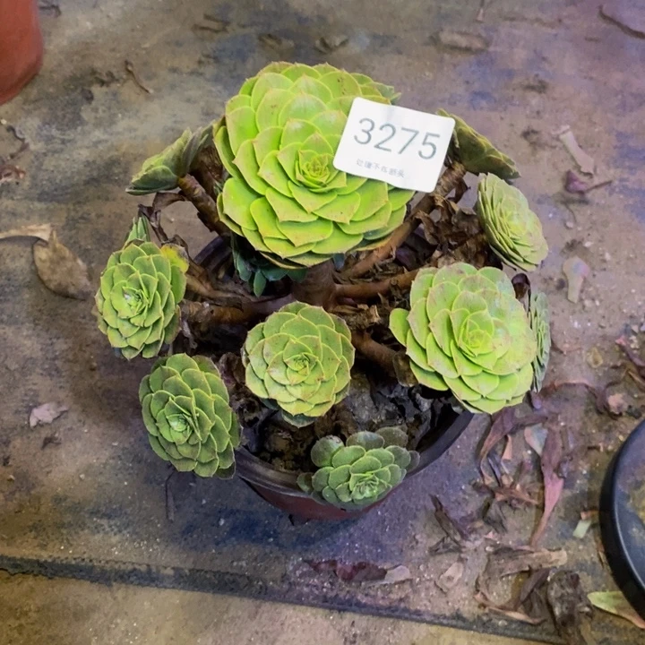 万圣节多肉断头不包3275