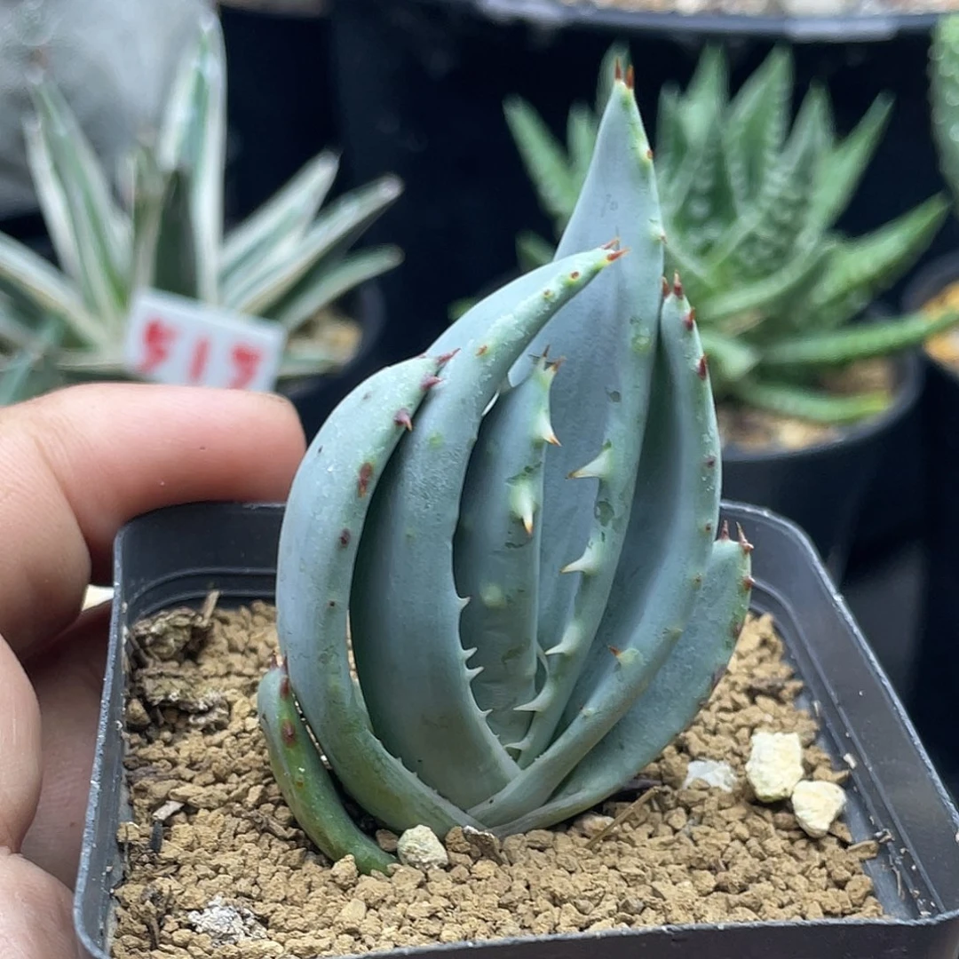 实生柏加芦荟 脱土发货包邮