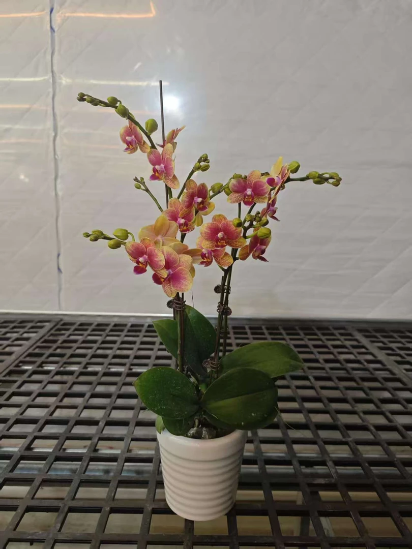高品质橙色蝴蝶兰【金蝶】带花剑带花苞四季开花室内好养盆栽