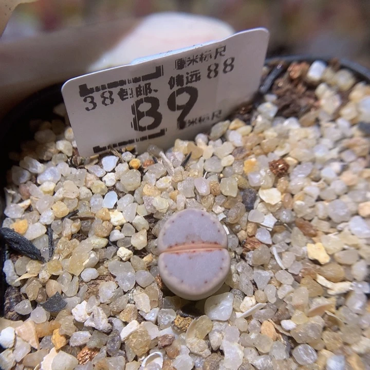 Sss精品生石花89