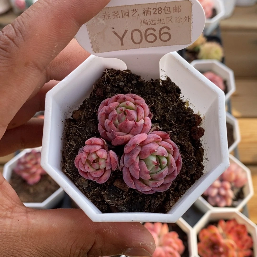 0066海棠花3.0厘米