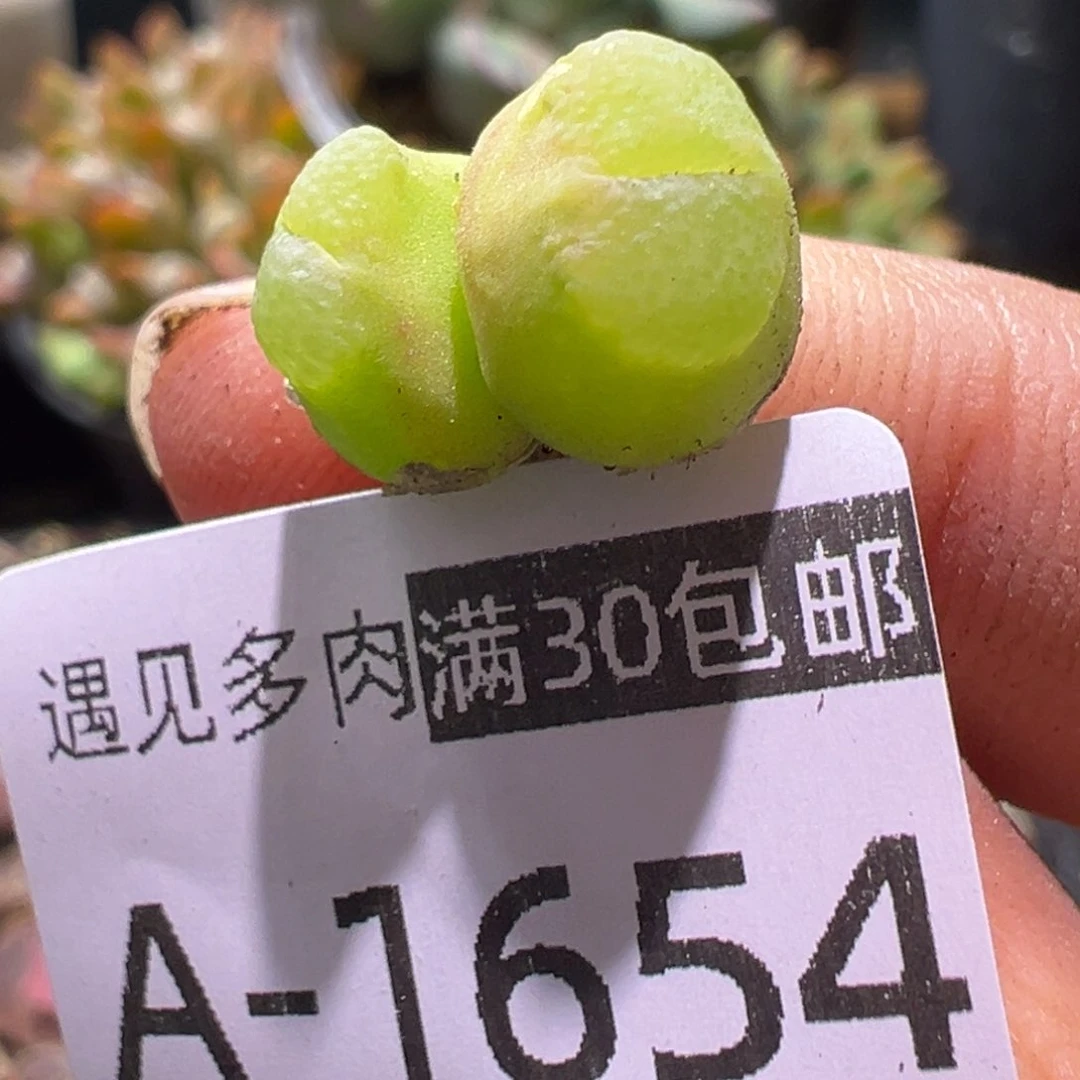 多肉植物11111111111111111