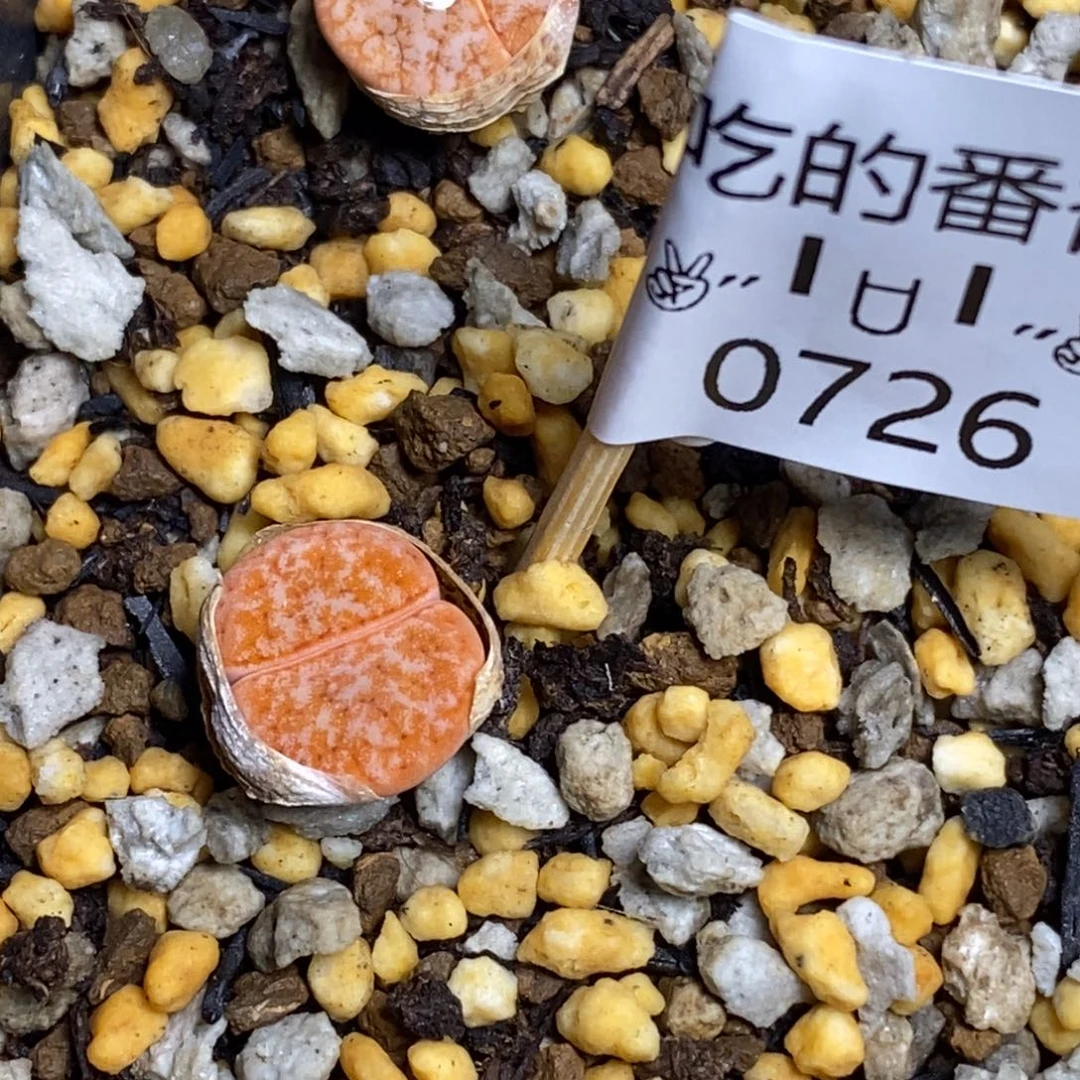 0726。零下拍保温。