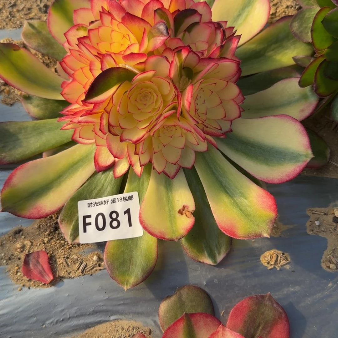 ༺****081全高锦荔枝。多肉植物