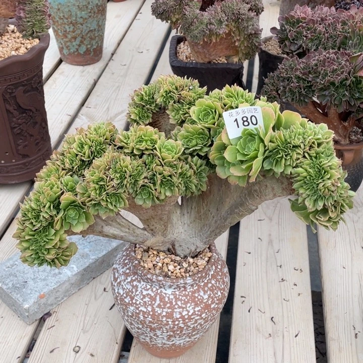 桃*180号绿杨法师缀化