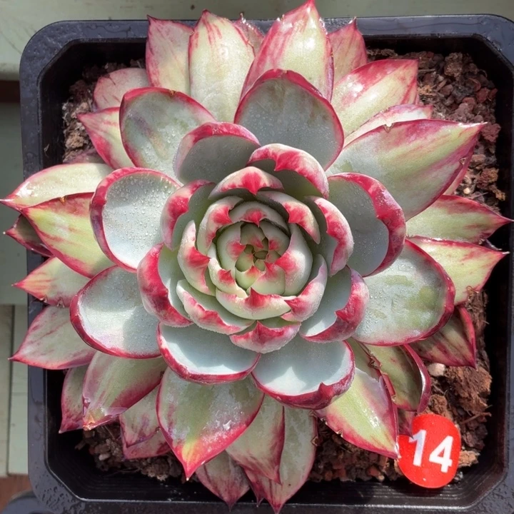 多肉植物 惊鸿仙子-4