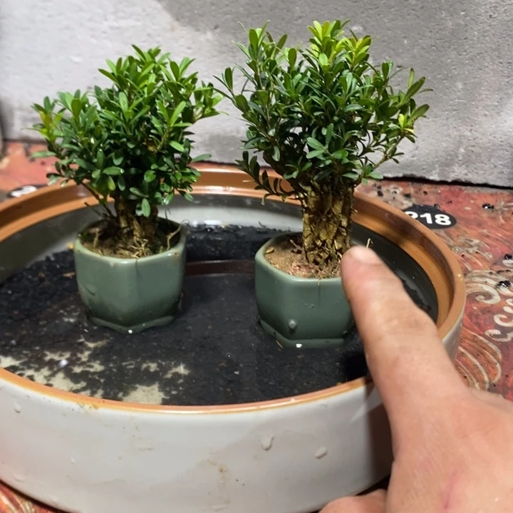 完全开放拇指皱皮黄杨2盆，1盆不低于大拇指粗。