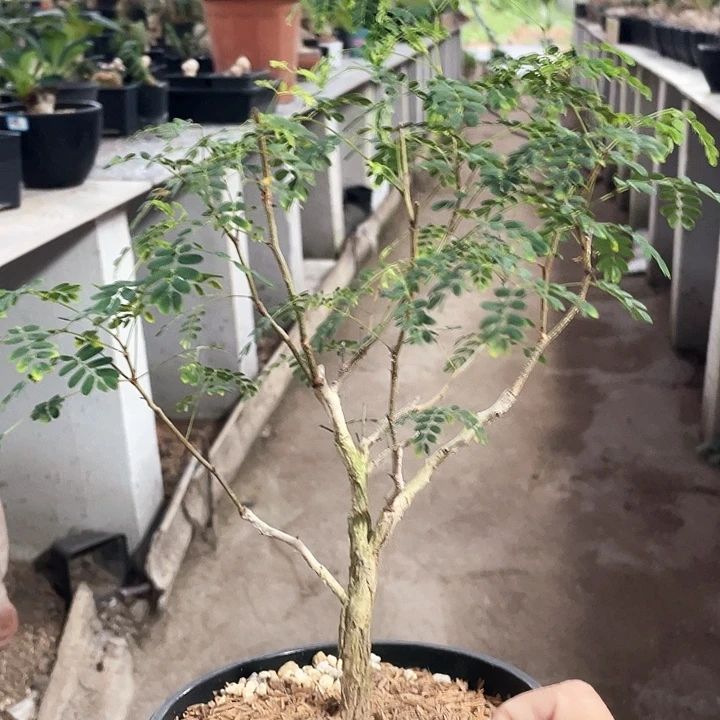 黑猴老庄6666666666666