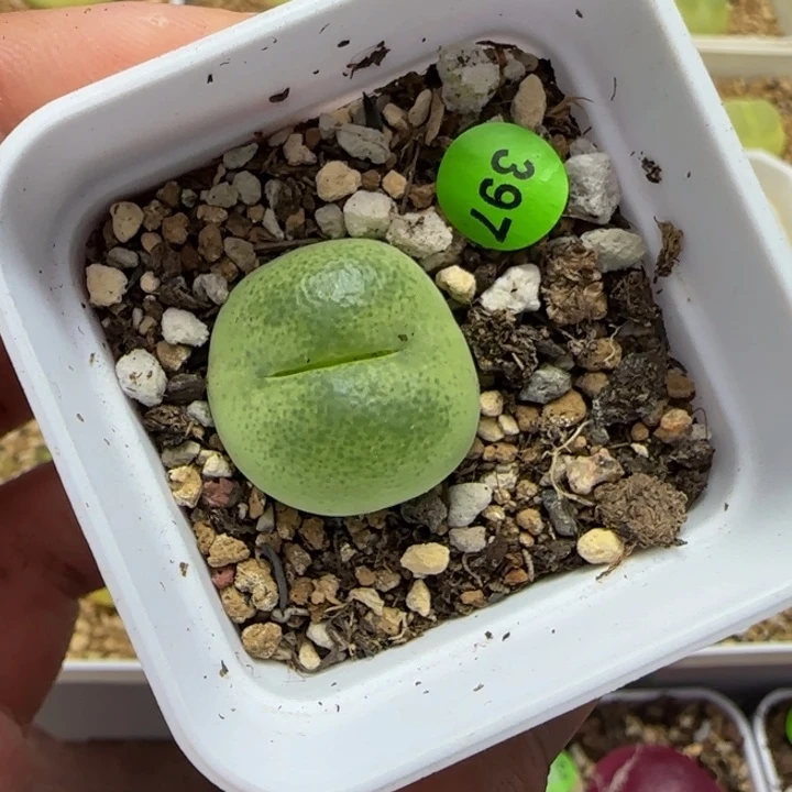 文***?专拍多肉植物397