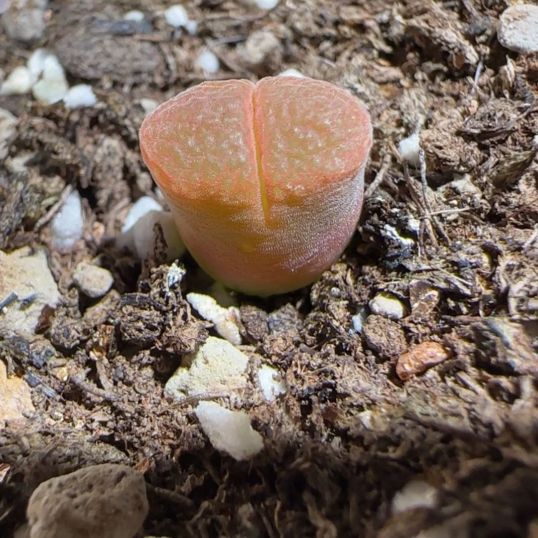 肉锥多肉植物百科-极红矮胖971