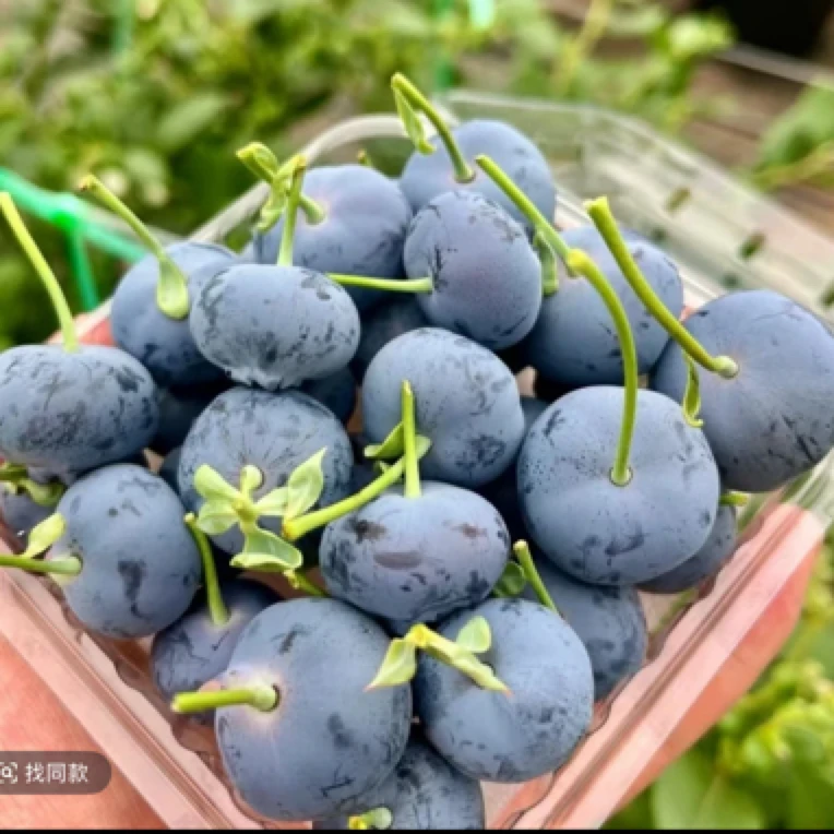 【正宗露天蓝莓苗】8年大苗盆栽地栽室内室外庭院阳台可花香种
