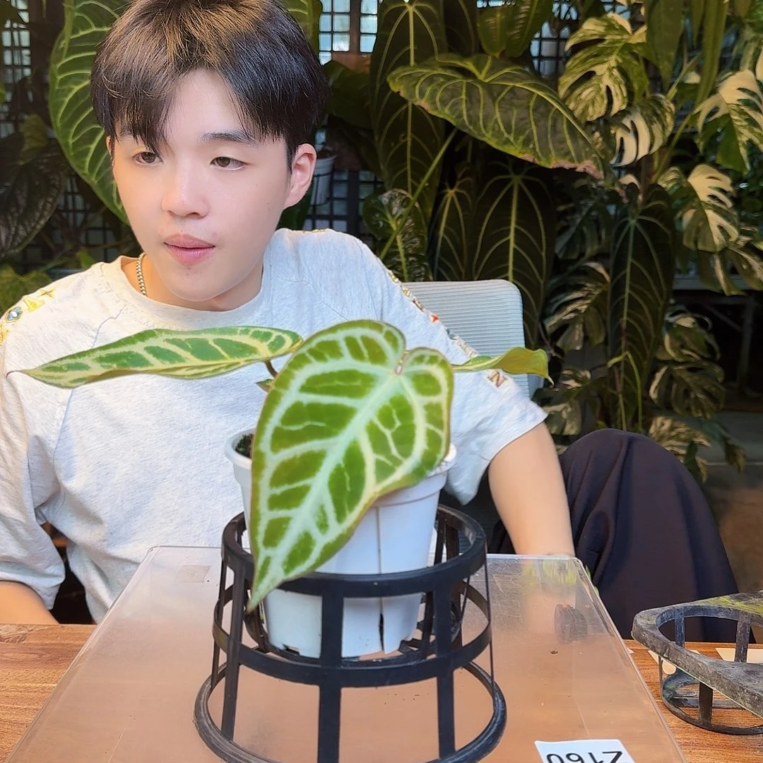 完全开放H100银色闪光杂撕裂纹