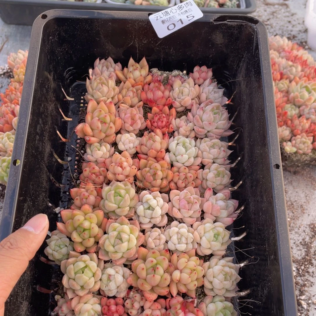云糖心多肉植物15