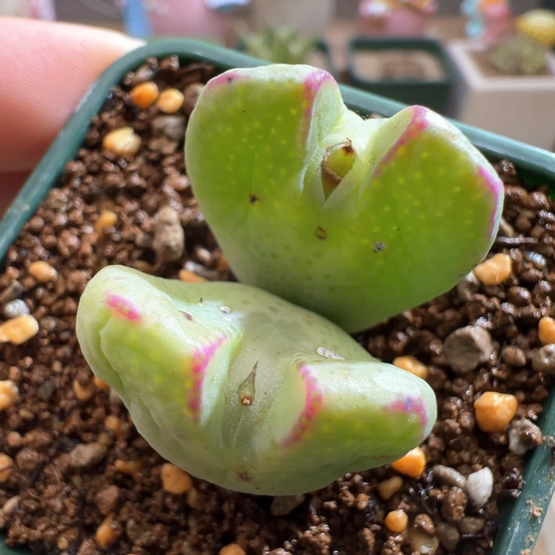 503。编号丢失少将。黄绿体 鱼嘴 点点纹