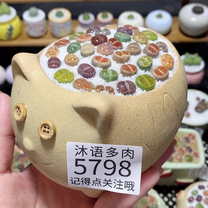 带盆土植物 一物一拍5798