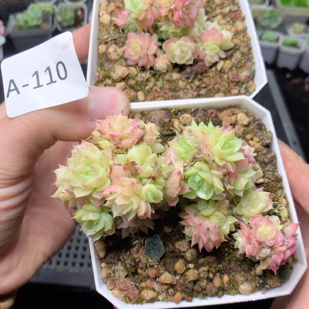 无花朵A110一英语英语英语天天天英语