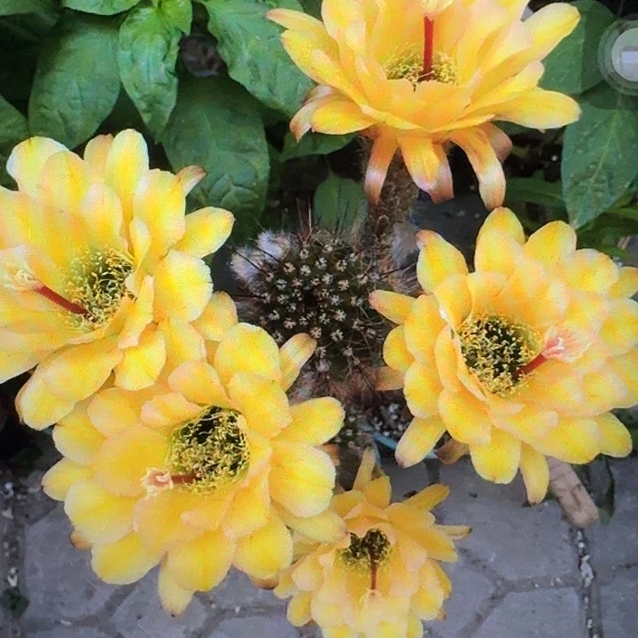 法一带根高12公分毛花柱