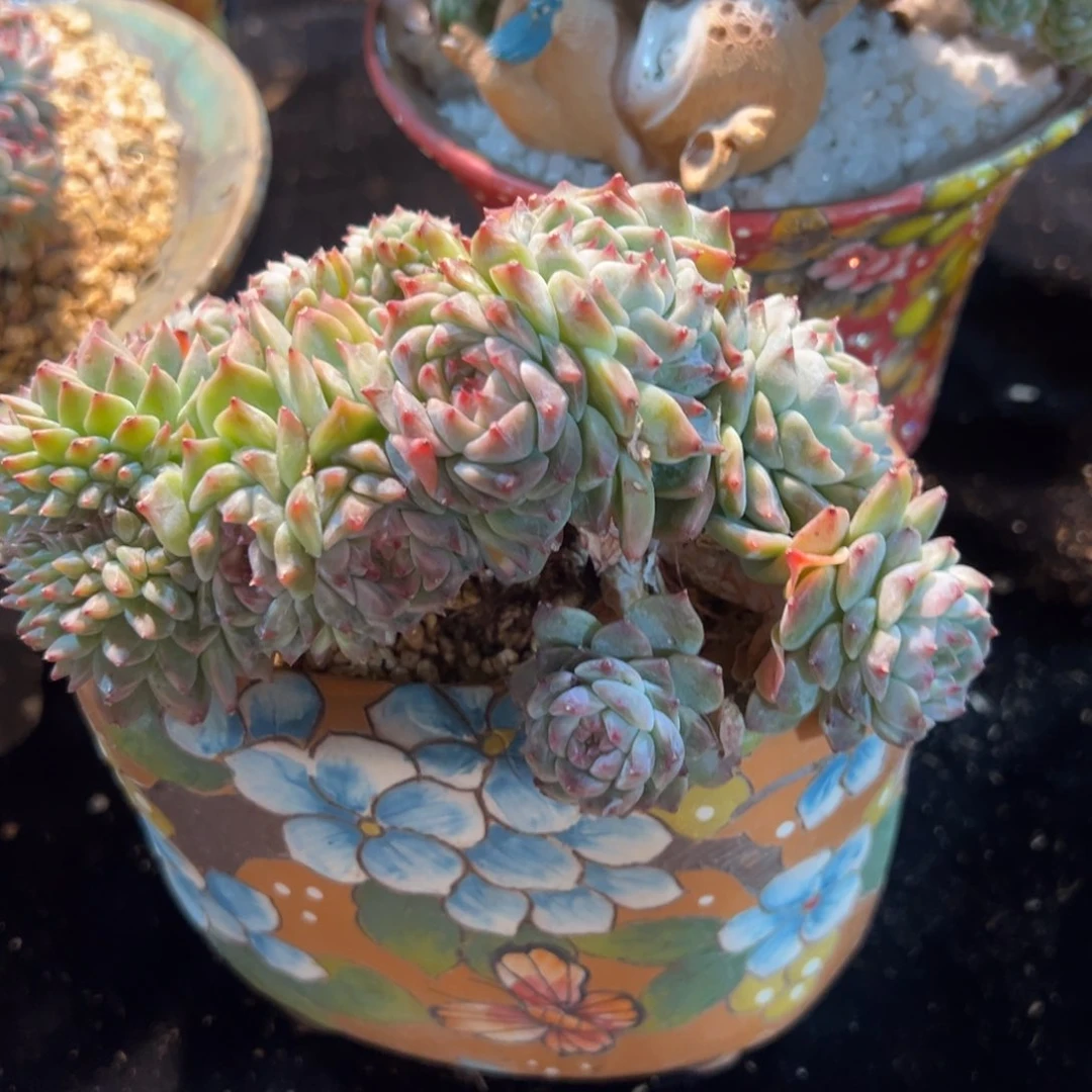 橘****笑新年快乐啊宝宝们88888888888