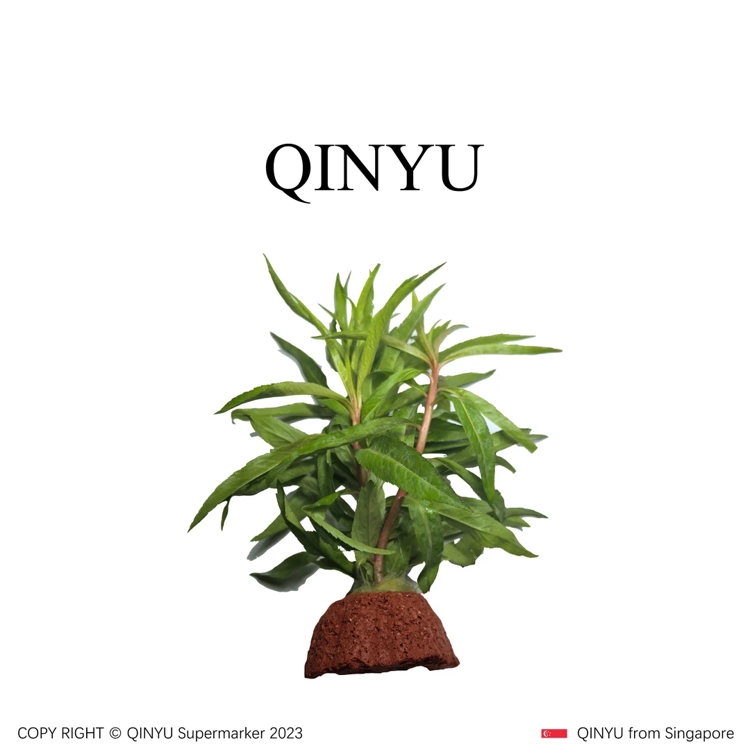 【直播福利】火山石翠柳 新手懒人水草 无需底沙入缸成景