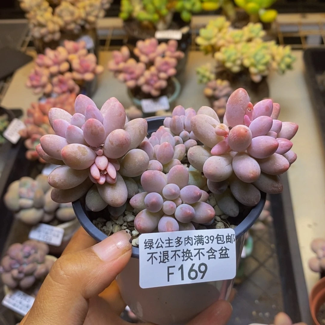 169婴儿手指多肉8c m