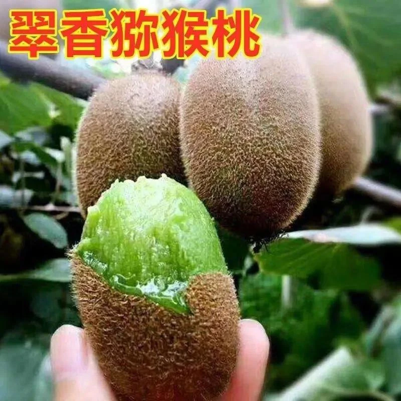 翠香猕猴桃苗绿心奇异果西猕九号嫁接苗绿肉猕猴桃果树苗