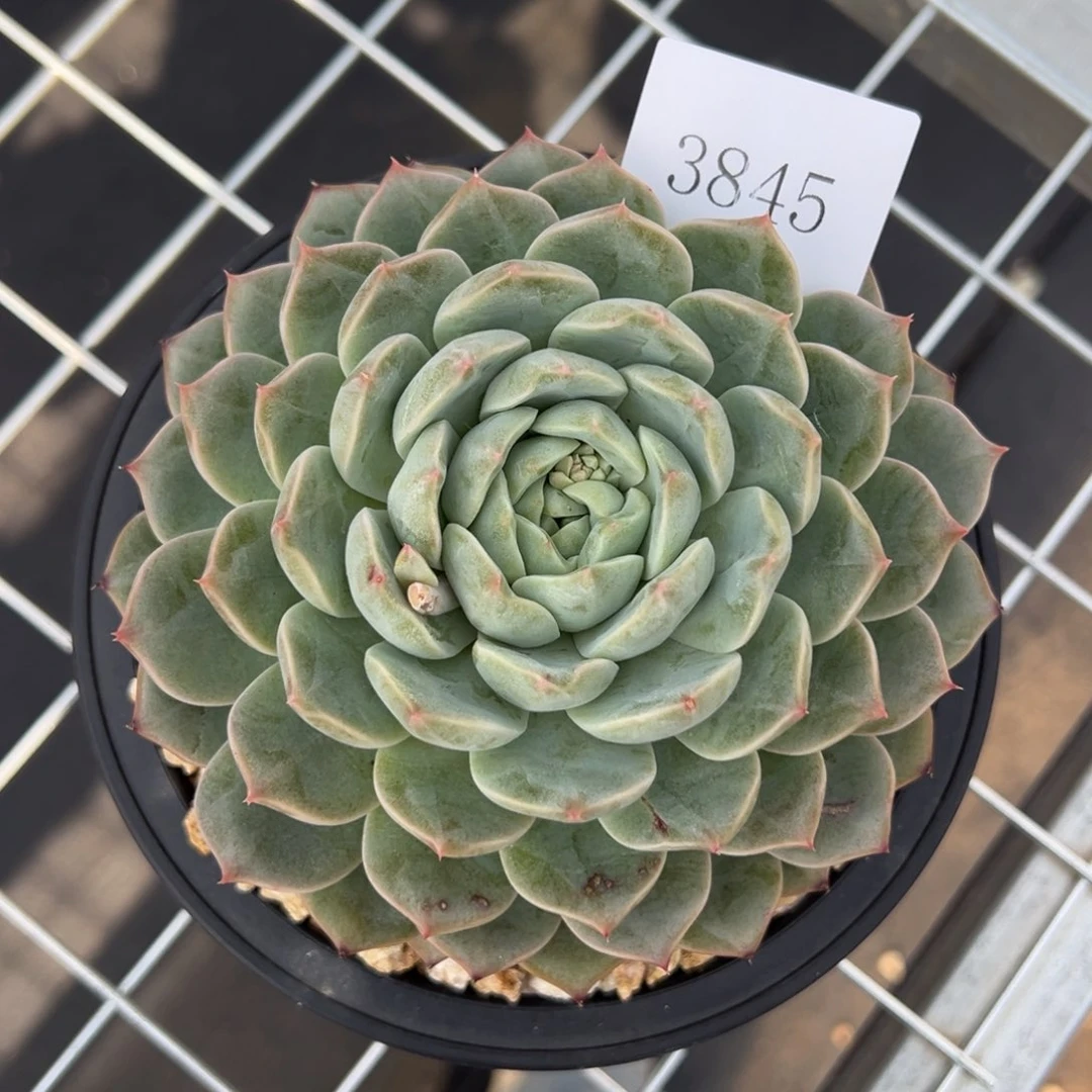 (****)3845多肉多多多多的