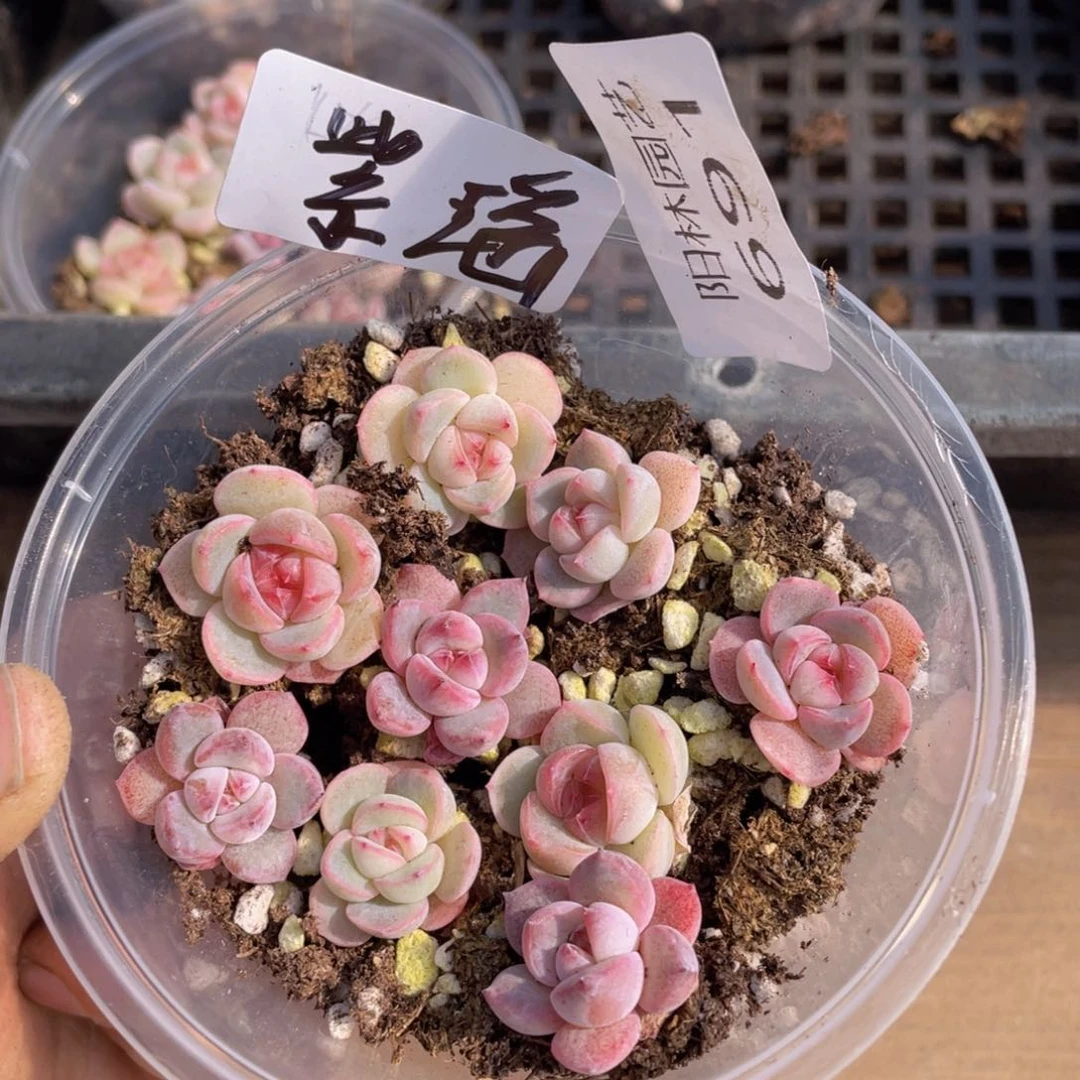 量拍多肉植物多肉植物691