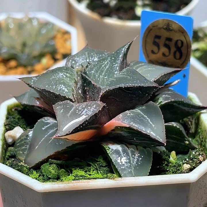 558酒吞錦一物一拍