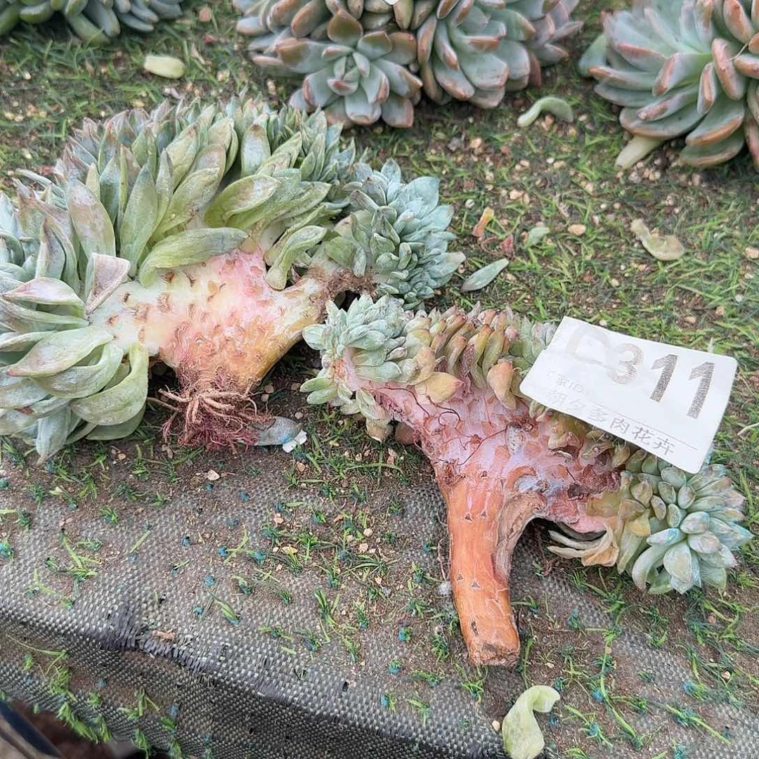 两个瑕疵福利呀呀呀