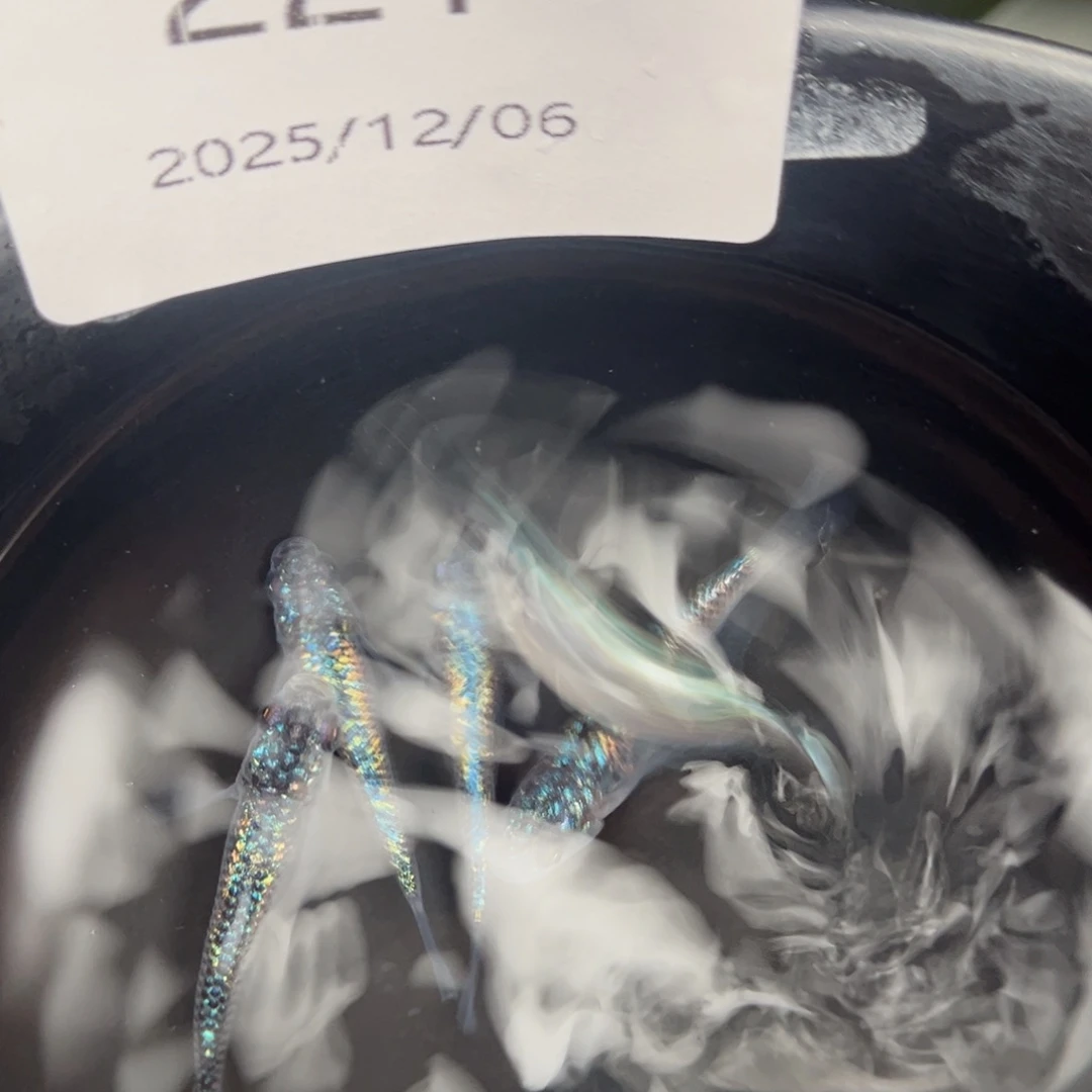 青鳉鱼221无背鳍海王星五尾