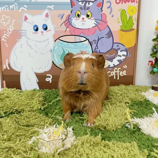 棕色冠毛英短弟弟 顺丰包邮