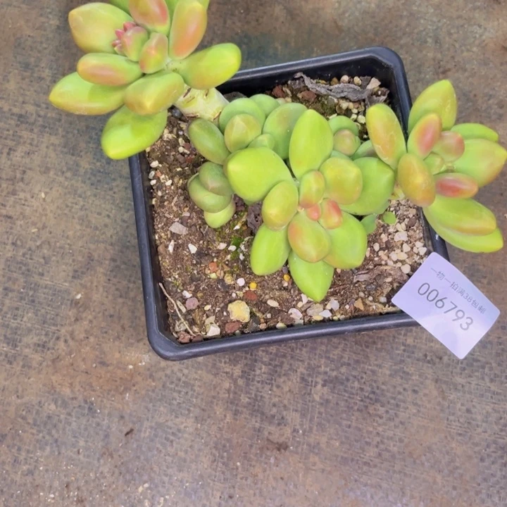 淡***若多肉一物一拍6793