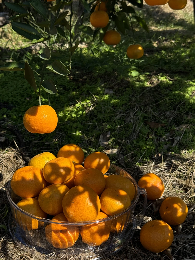 直径5-6cm净重4斤多正宗涌泉蜜桔自家果园摘现发不打蜡皮薄多汁