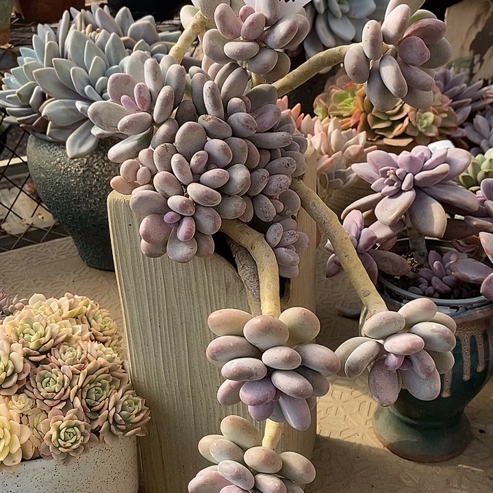 小七夕多肉桃美人46