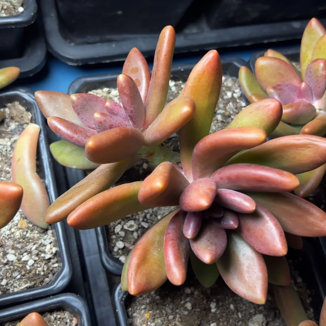 【闪购商品】芒果奶多肉19.9