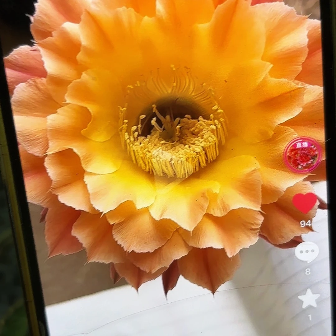 A21彩侧牙20包邮1