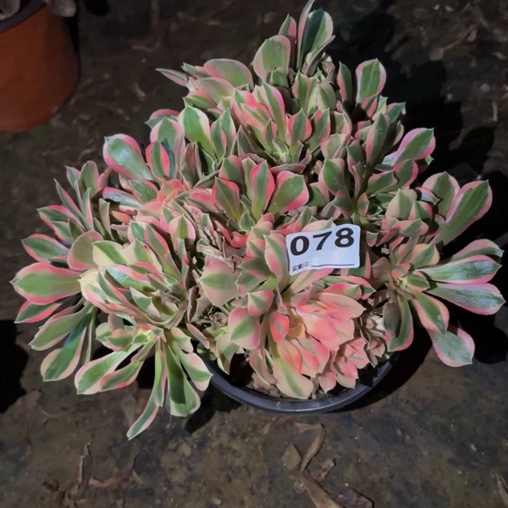 078糖果菊多肉植物不售后