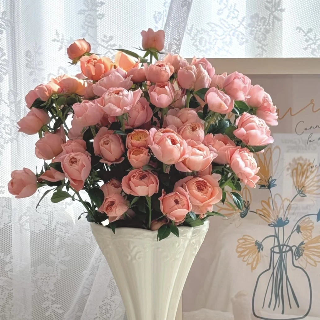 【基地直发】【5度以下拍保温棉】蜜桃汁阳台多头玫瑰