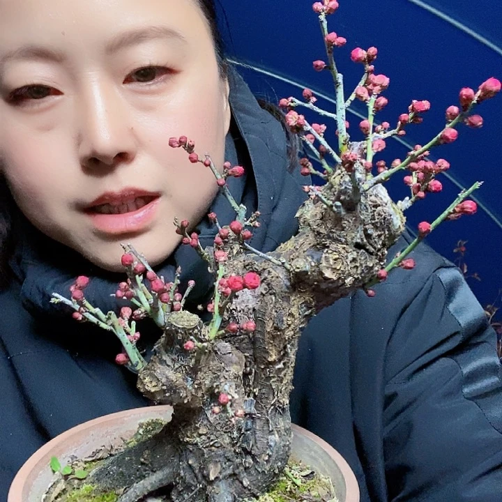 无花朵L****p骨里红梅花盆景桩