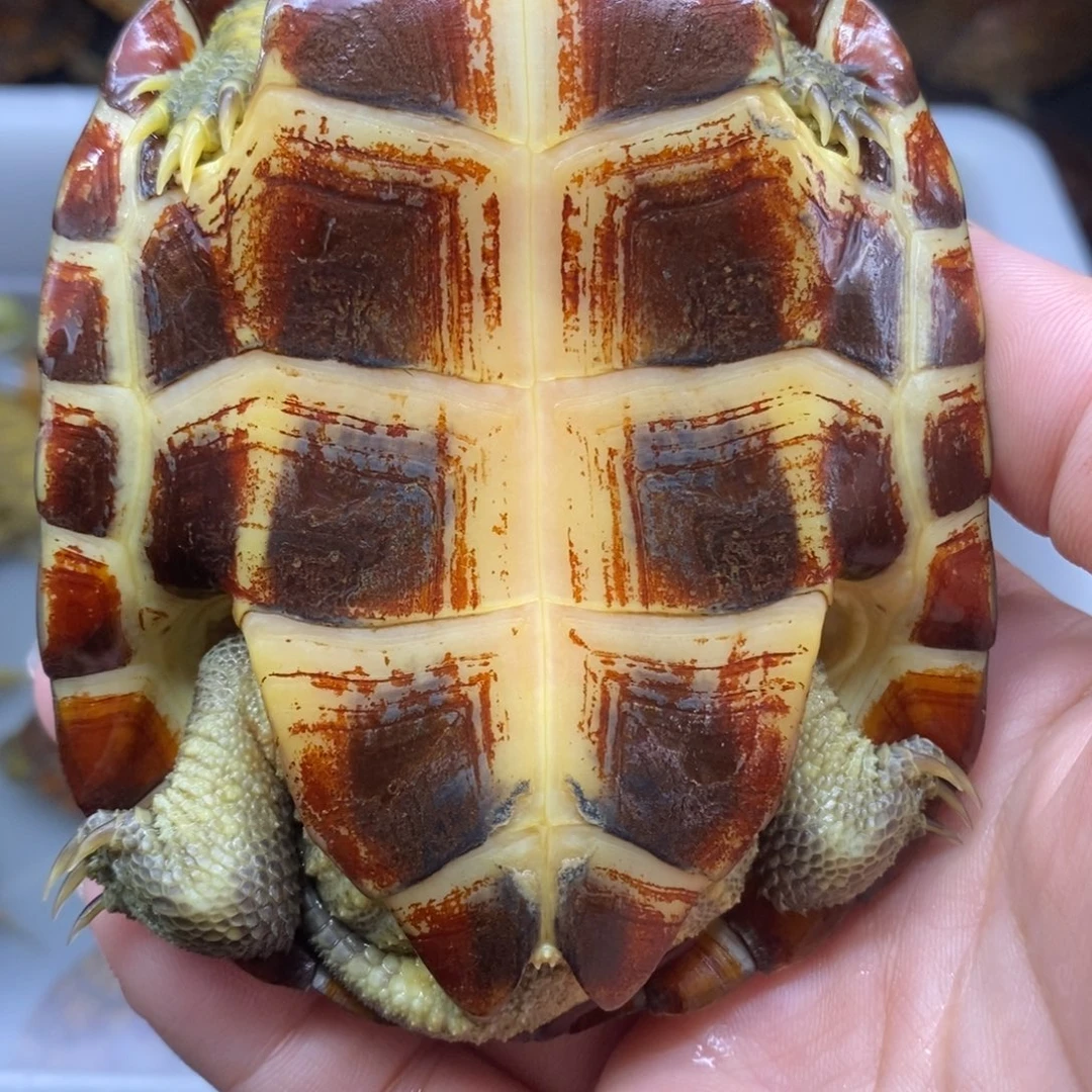 可***兜母宠物龟10.2cmtffddddd