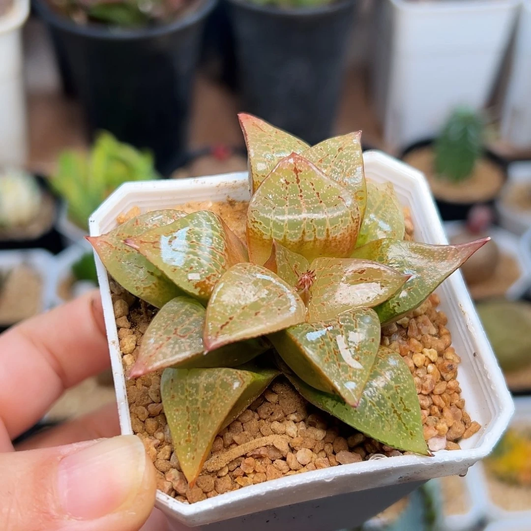 寿硬叶十二卷一颗