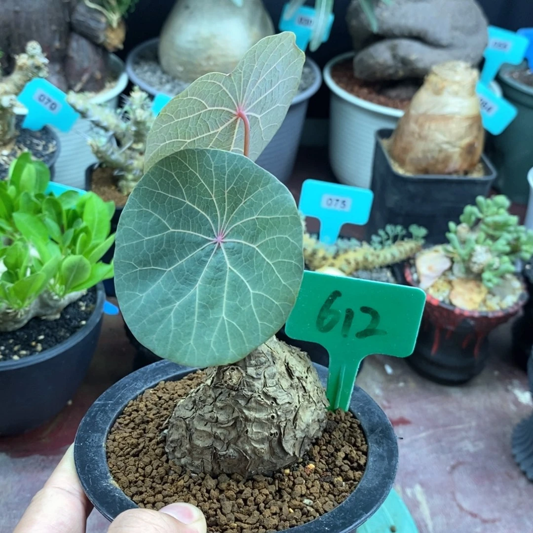 一叶龟多肉植物一个